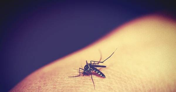 Brasil Registrou Quase Mil Casos De Dengue Este Ano